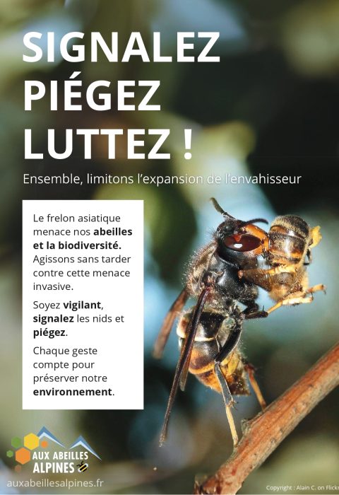 affiche frelon_page-0001